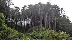 New Zealand: Foggy Trees