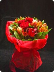 Steady reddy - amaryllis for flowers