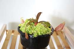 Nursery (flower, shrubs, ornamental trees): Nepenthes "Suki"