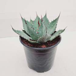 Agave parryi (Parry's agave)