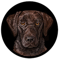 Creative art: Doggieology Art - Chocolate Labrador