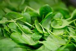 Farm produce or supplies wholesaling: Spinach â Baby 500g
