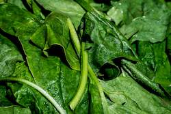 Farm produce or supplies wholesaling: Spinach