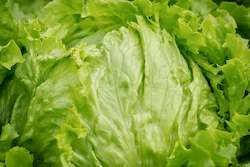 Farm produce or supplies wholesaling: Lettuce â Iceberg
