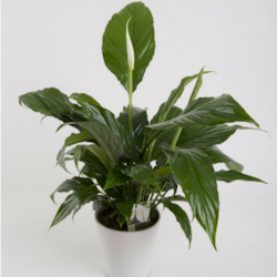 Flower: Peace Lily Plant