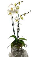 Florist: Orchid Plant Double Stems