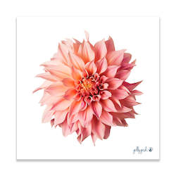 Fine Art Print_Pink Dahlia Flower