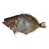 Products: John dory, gilled &. Gutted