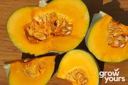 Vegetable Seeds: Pumpkin âWhangaparaoa Crownâ