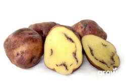 MÄori Potato 'Moemoe'