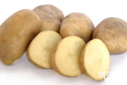Potato âJersey Bennesâ