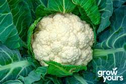 Vegetable Seeds: Cauliflower âEarly Snowballâ