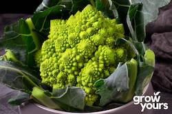 Broccoli âRomanescoâ