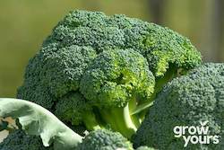 Vegetable Seeds: Broccoli âCalabrese Green Sproutingâ