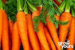 Vegetable Seeds: Carrot âScarlet Nantesâ