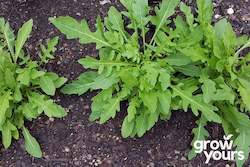 Vegetable Seeds: Arugula 'Wild'