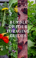Foraging Workshops: BUNDLE of 4 x Foraging Guides ~ Edible Weeds + Trees