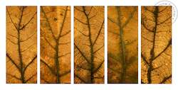 Framed Photographic Print - Autumn Landscape