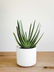 Plant, garden: Aloe Plicatilis