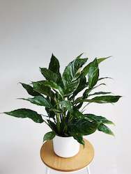 Plant, garden: Peace Lily - Variegated