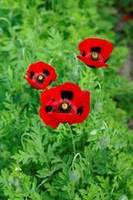 Garden supply: Poppy Ladybird