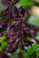 Garden supply: Salvia purple lighthouse
