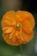 Poppy tangerine parfait