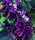 Hyacinth bean vine