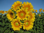 Sunflower pro cut gold F1