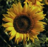 Sunflower incredible dwarf