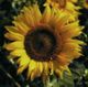 Sunflower incredible dwarf
