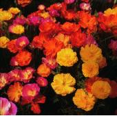 Garden supply: Poppy california thai silk mixed