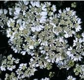 Garden supply: Orlaya white lace
