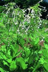Garden supply: Nicotiana sylvestris