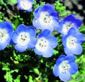Garden supply: Nemophila baby blue eyes