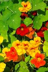 Garden supply: Nasturtium top flowering mixed