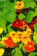 Nasturtium top flowering mixed