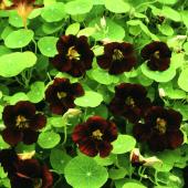 Garden supply: Nasturtium top flowering black velvet