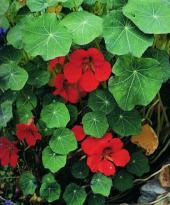 Garden supply: Nasturtium empress of india