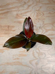 Wholesale Plants: Philodendron Imperial Red