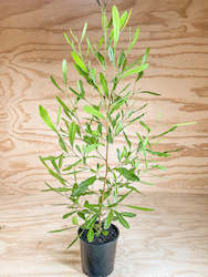 Wholesale Plants: Green Akeake - Dodonaea viscosa