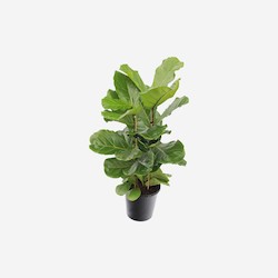 Ficus Lyrata Indoor House Plant
