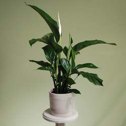 Plants: Peace Lily Plant
