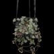 Chain of hearts, Ceropegia woodii, Rosary Vine 13cm Hanging Basket