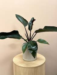 Philodendron in Pot
