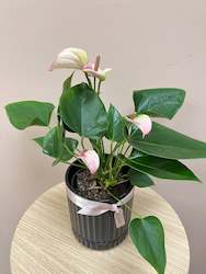 Florist: Anthurium in pot