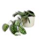 Satin Pothos and Pot combo (Includes Shipping)