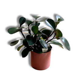 Plant, garden: Peperomia Green and pot combo (includes shipping)