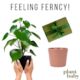 Pre-Purchased Subscription of Feeling Ferncy!