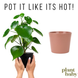 Plant, garden: Pot it Like it's Hot!